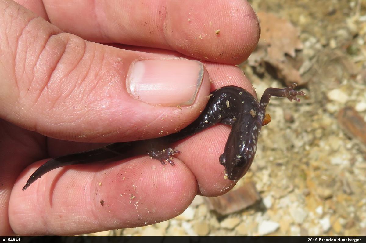 Wehrle's Salamander