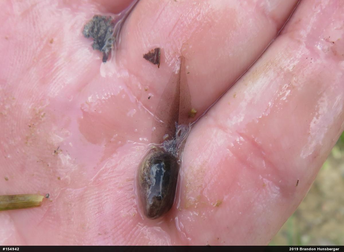 Wood Frog