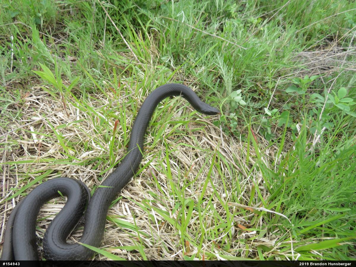 Northern Black Racer