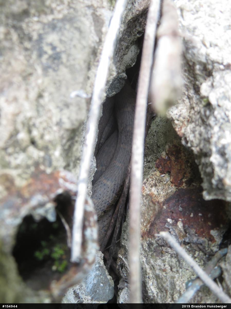 Northern Watersnake