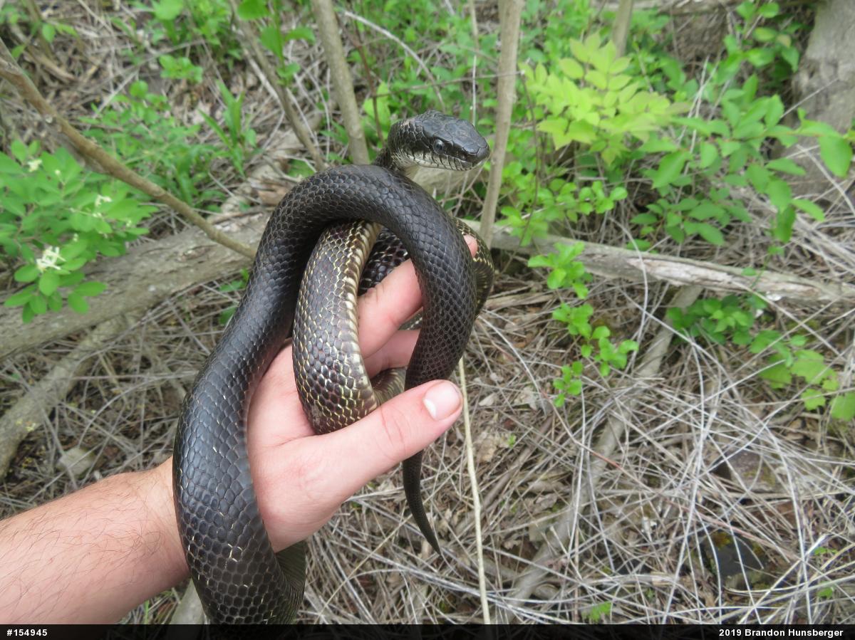 Eastern Ratsnake