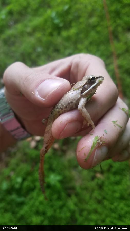Wood Frog