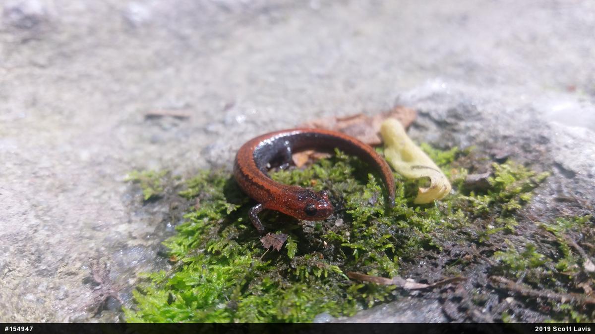 Eastern Red-backed  Salamander