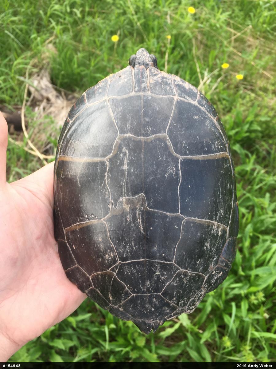 Midland Painted Turtle