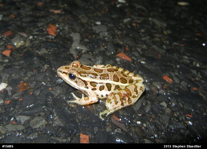 Pickerel Frog
