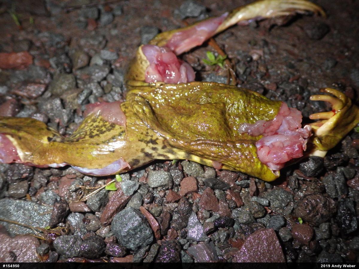 Green Frog