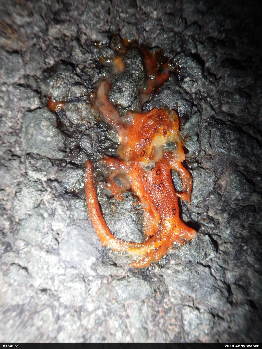 Red-spotted Newt