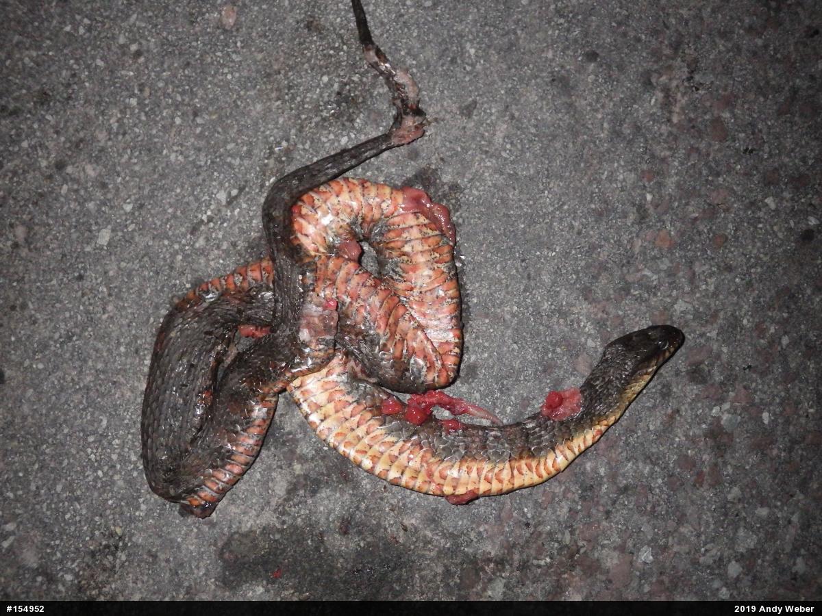 Northern Watersnake