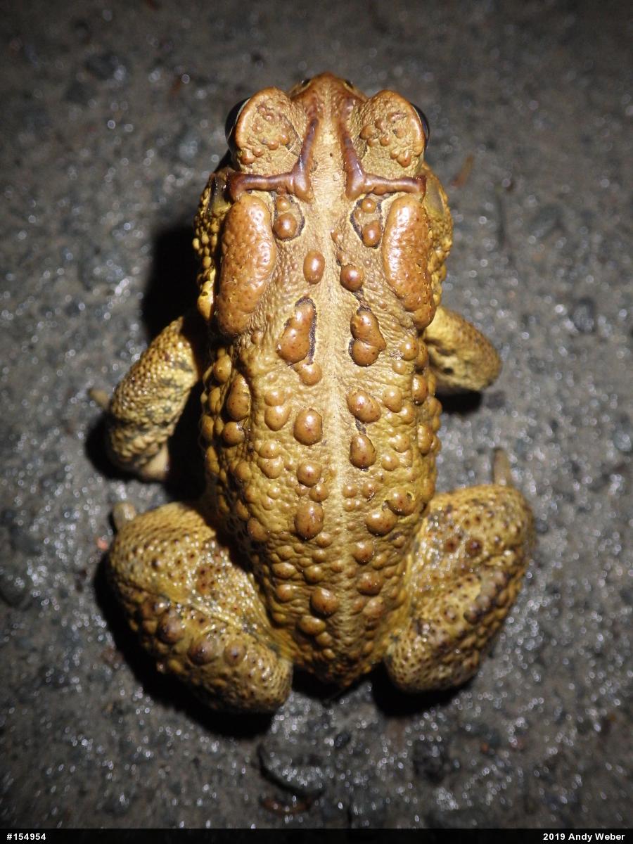 Eastern American Toad