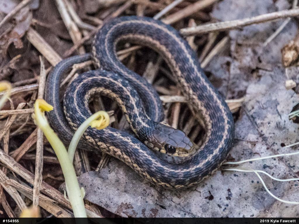 Eastern Gartersnake