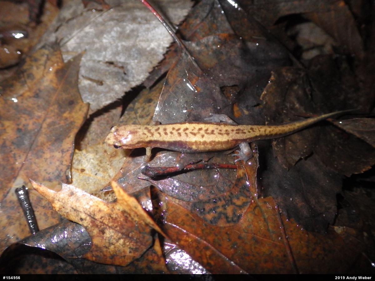 Allegheny Mountain Dusky Salamander