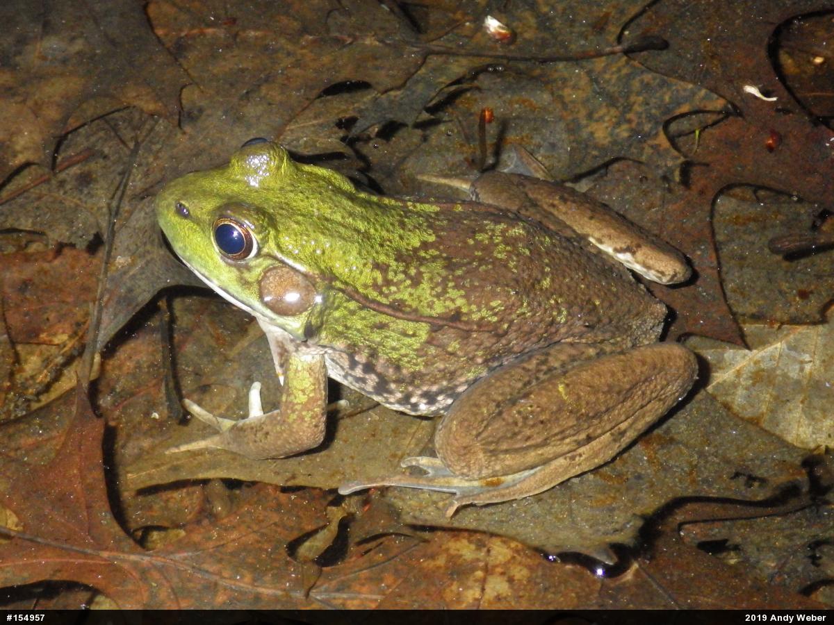 Green Frog