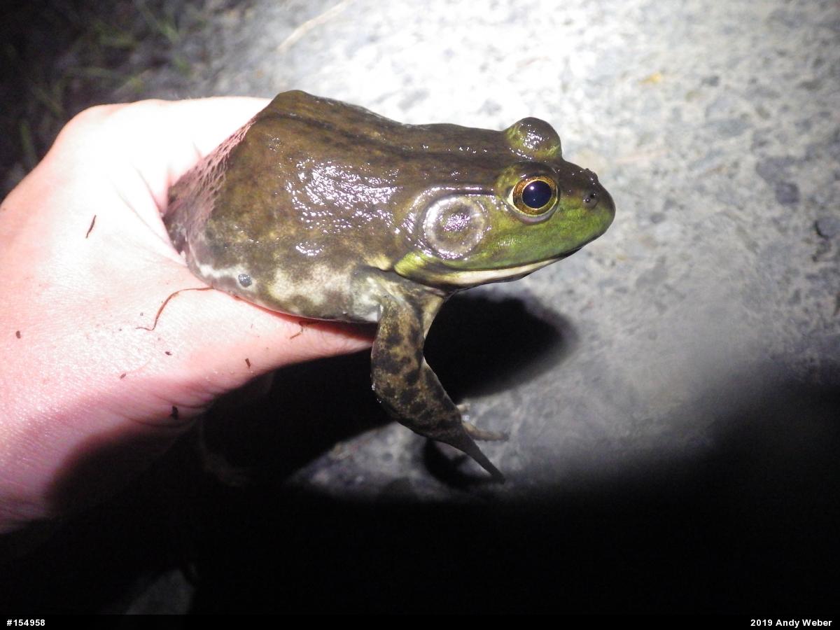 American Bullfrog