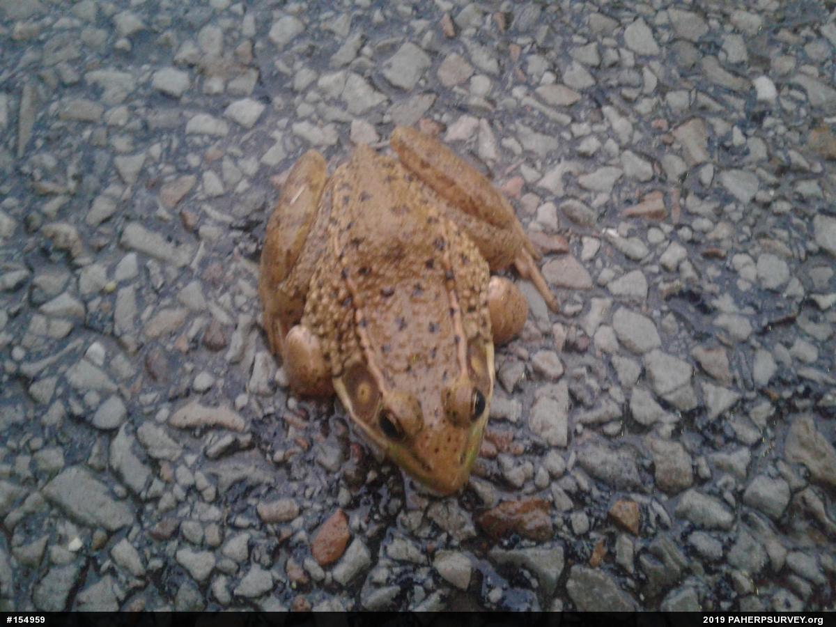 Green Frog