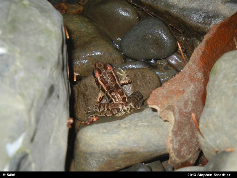 Pickerel Frog