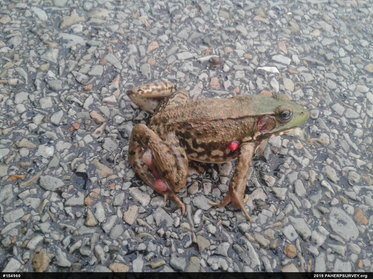 Green Frog