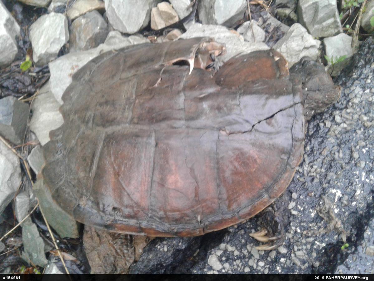 Snapping Turtle
