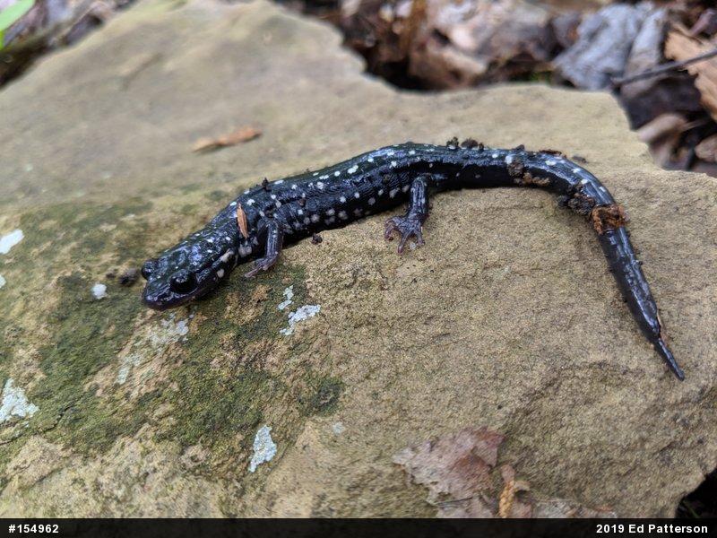 Northern Slimy Salamander