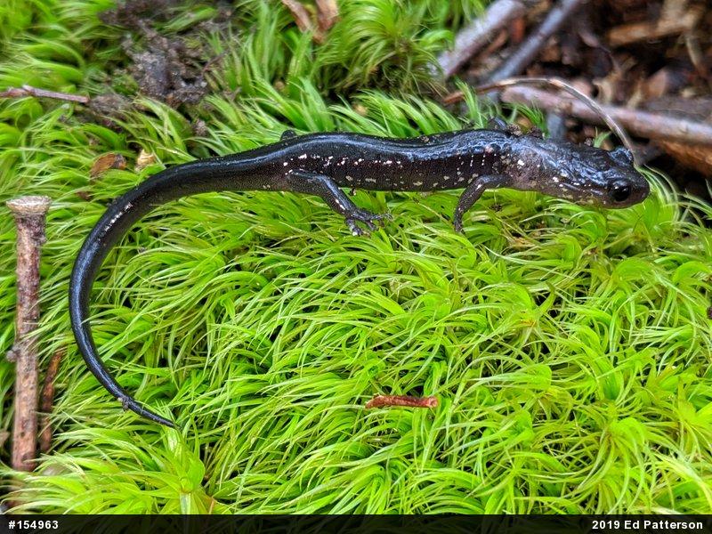 Wehrle's Salamander