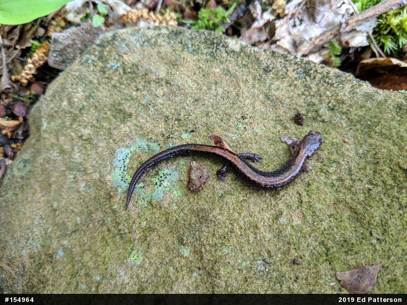 Eastern Red-backed  Salamander