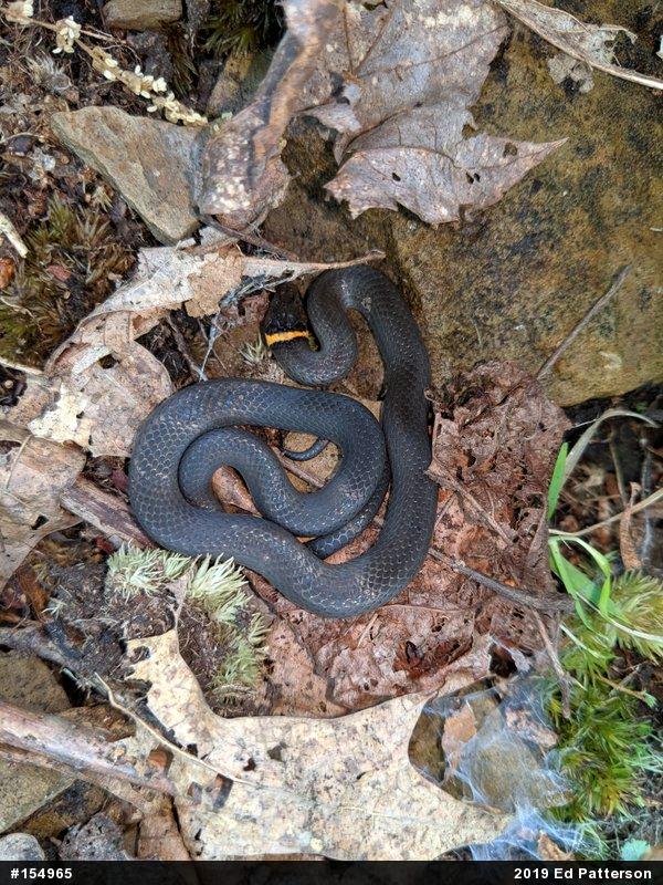 Northern Ring-necked Snake