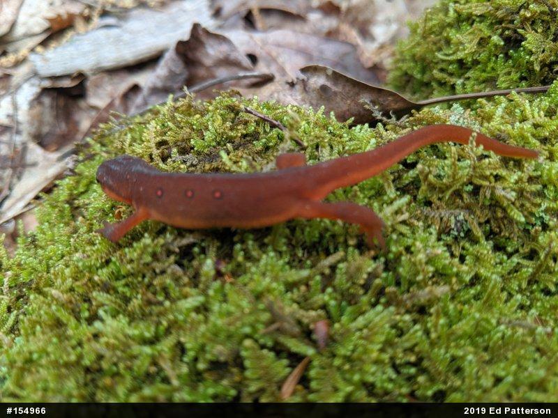Red-spotted Newt