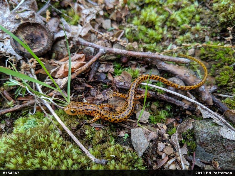 Eastern Long-tailed Salamander