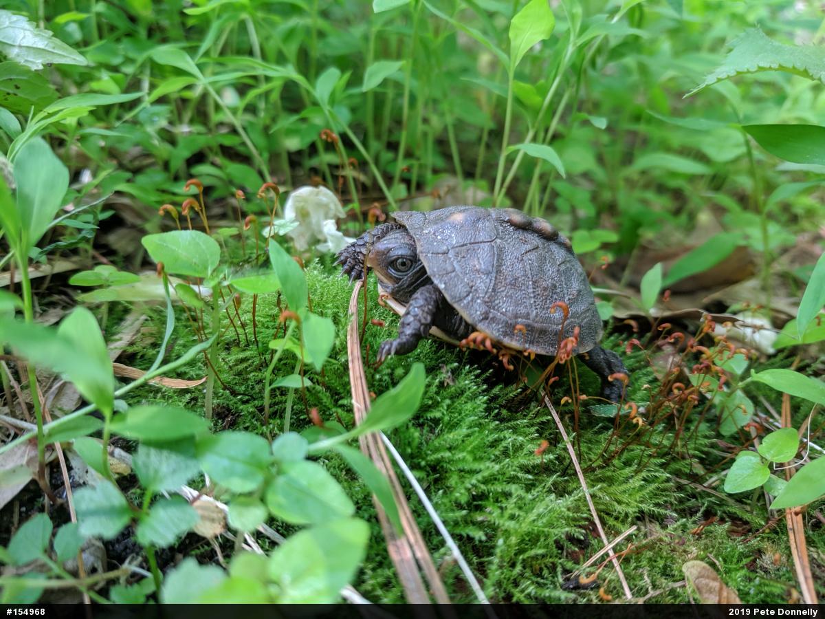 Eastern Box Turtle