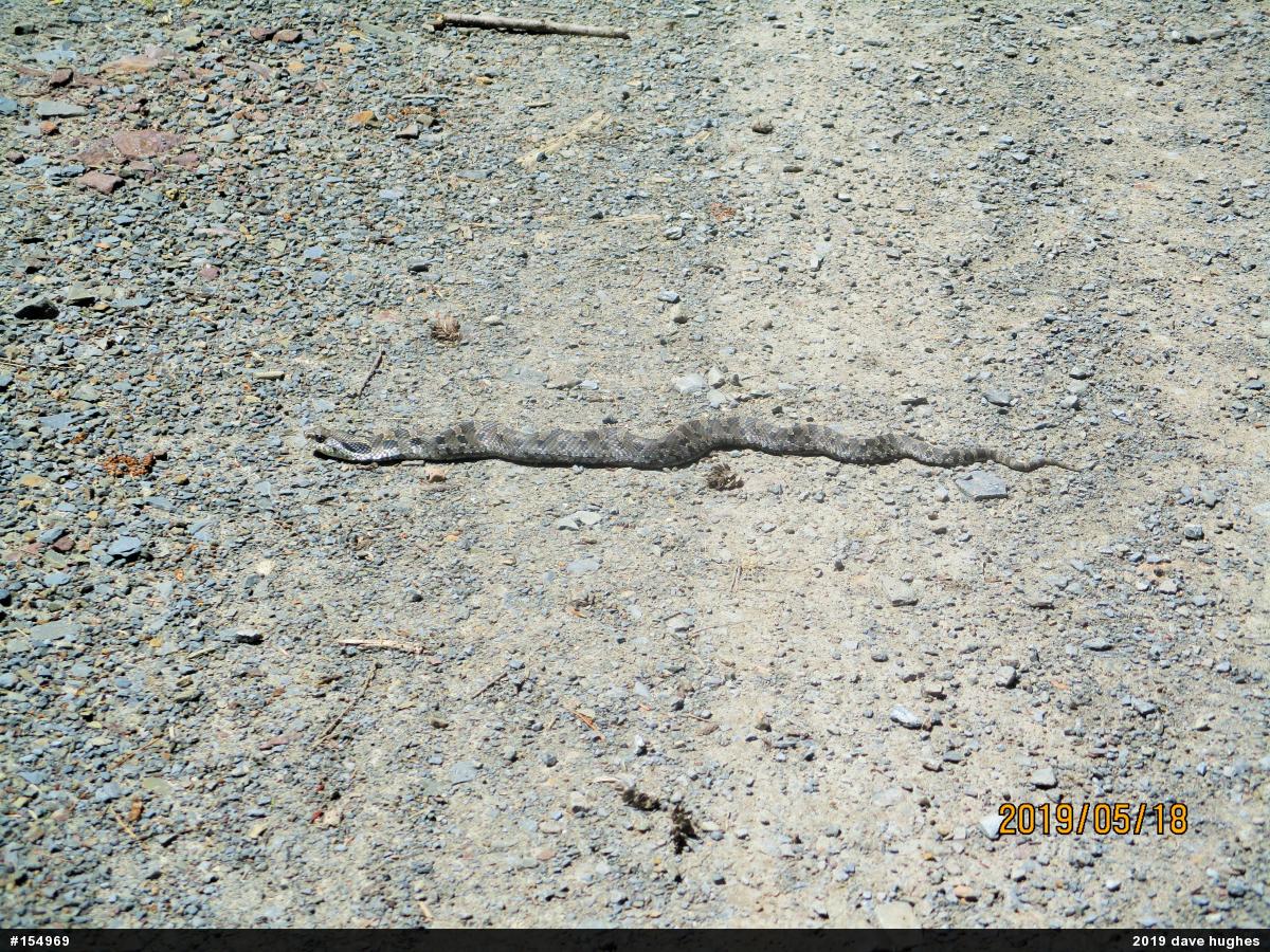 Eastern Hog-nosed Snake