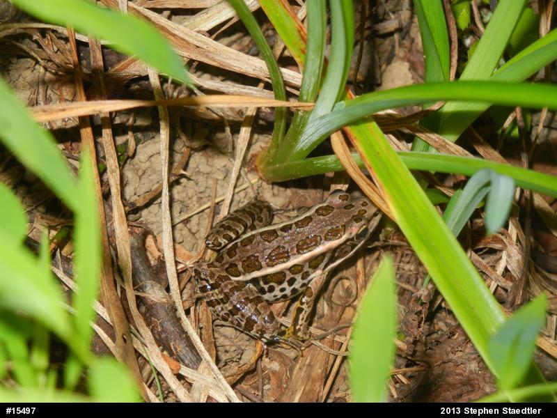 Pickerel Frog