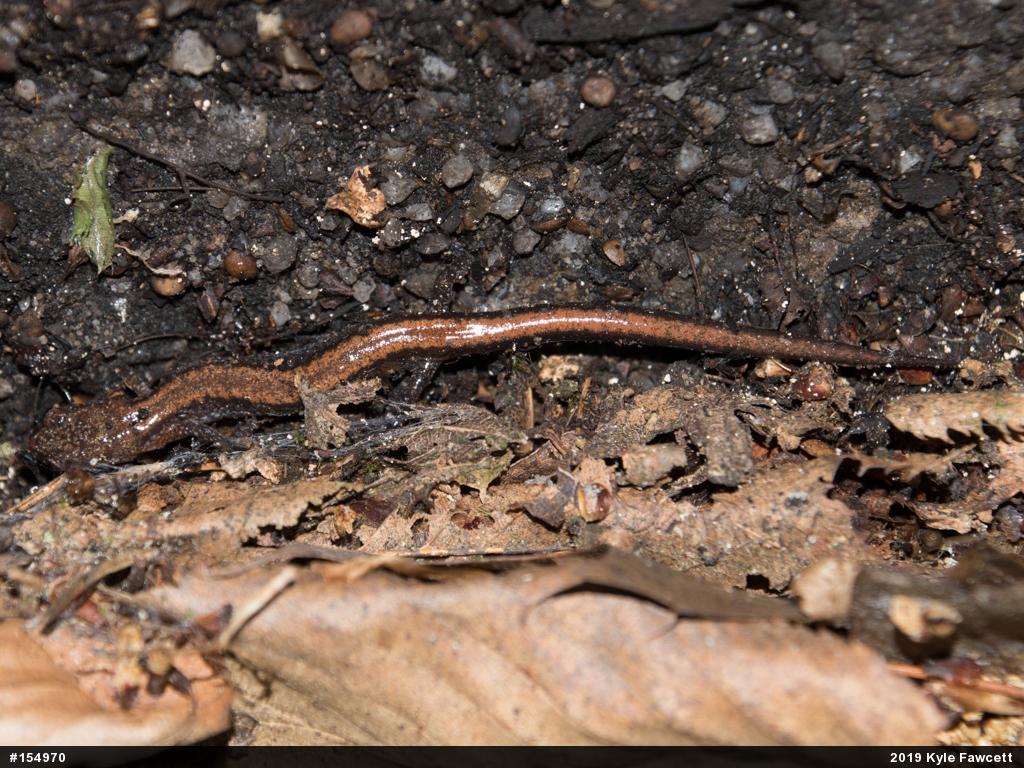 Eastern Red-backed  Salamander