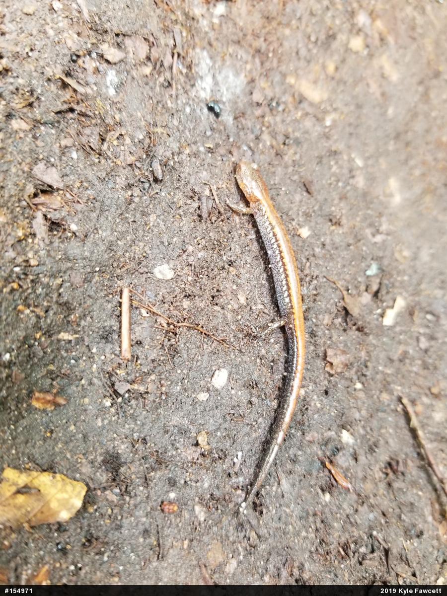 Eastern Red-backed  Salamander