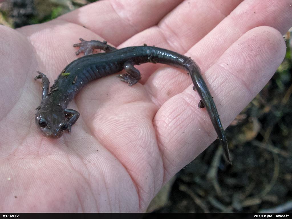 Wehrle's Salamander