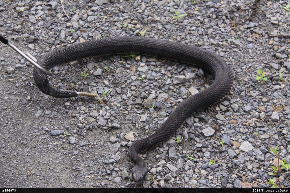 Timber Rattlesnake