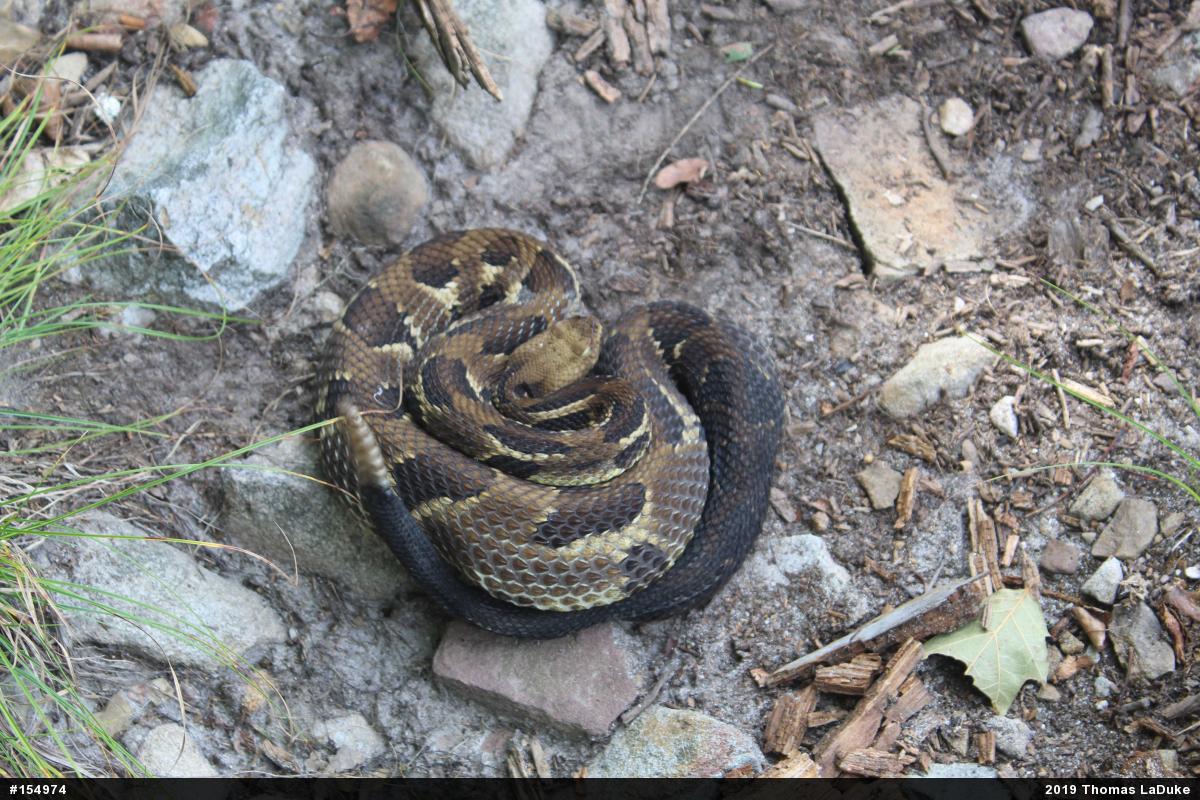 Timber Rattlesnake