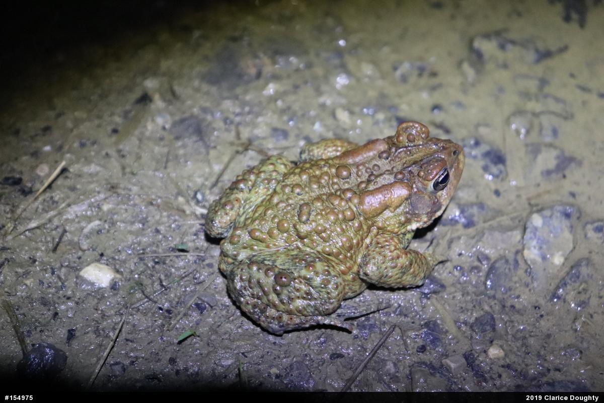 Eastern American Toad