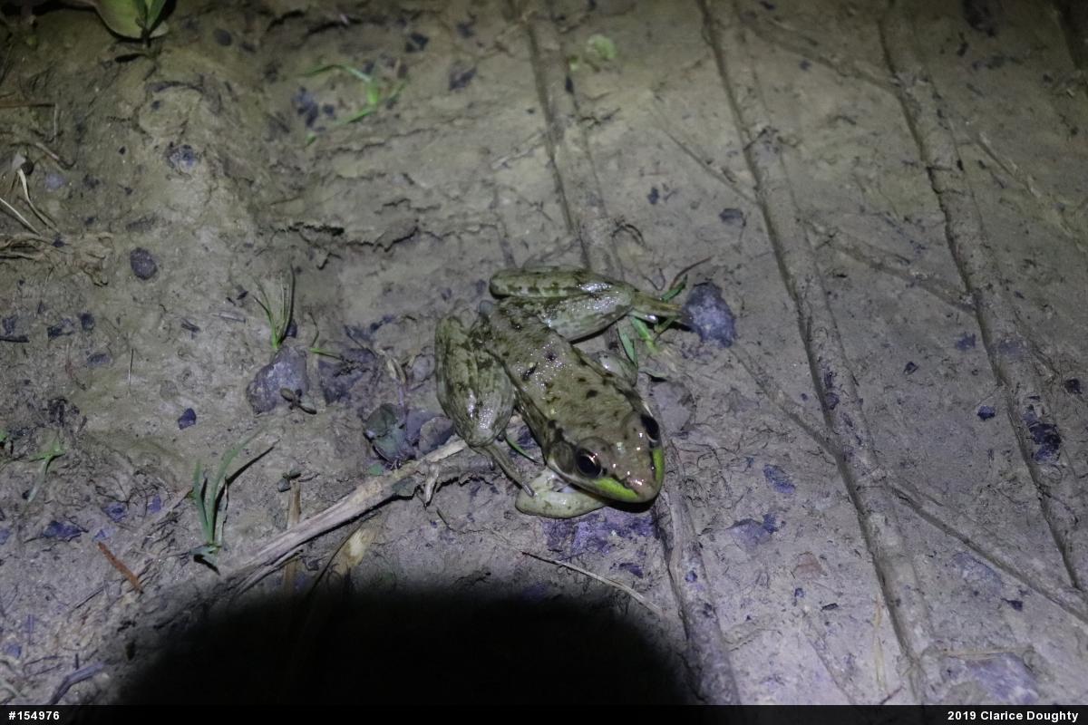 Green Frog