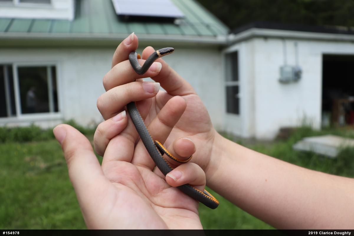 Northern Ring-necked Snake