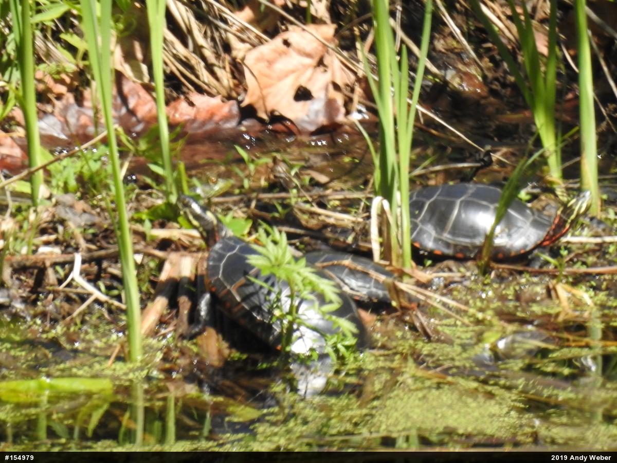 Painted Turtle