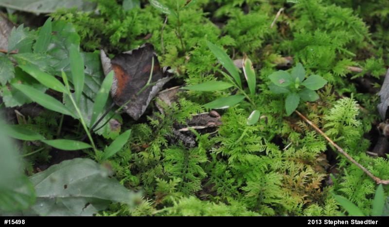 Pickerel Frog
