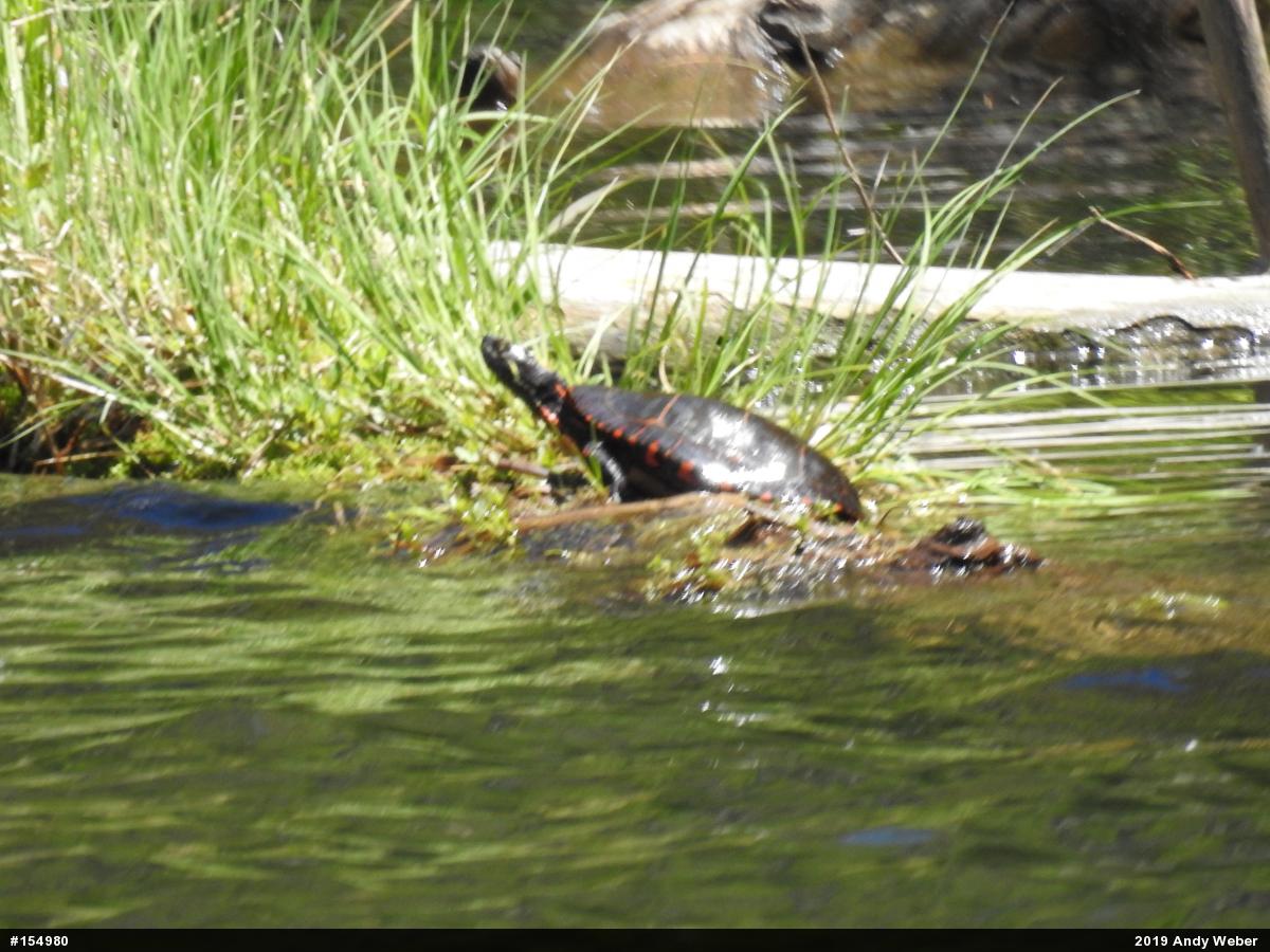 Painted Turtle