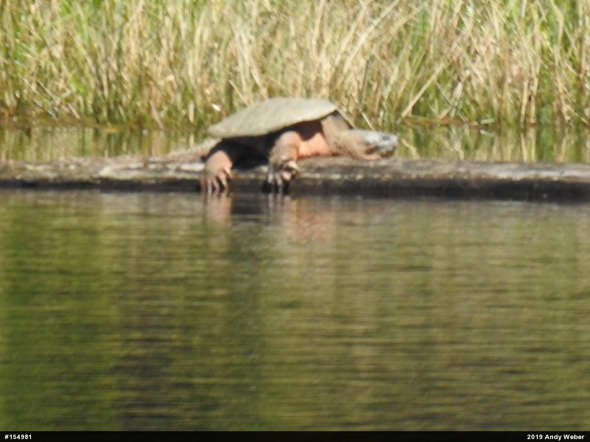 Snapping Turtle