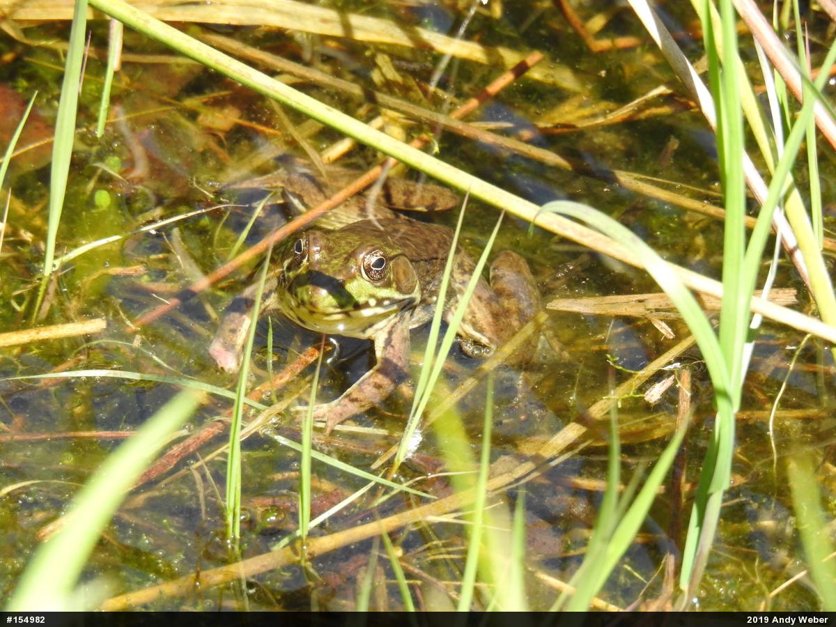 Green Frog