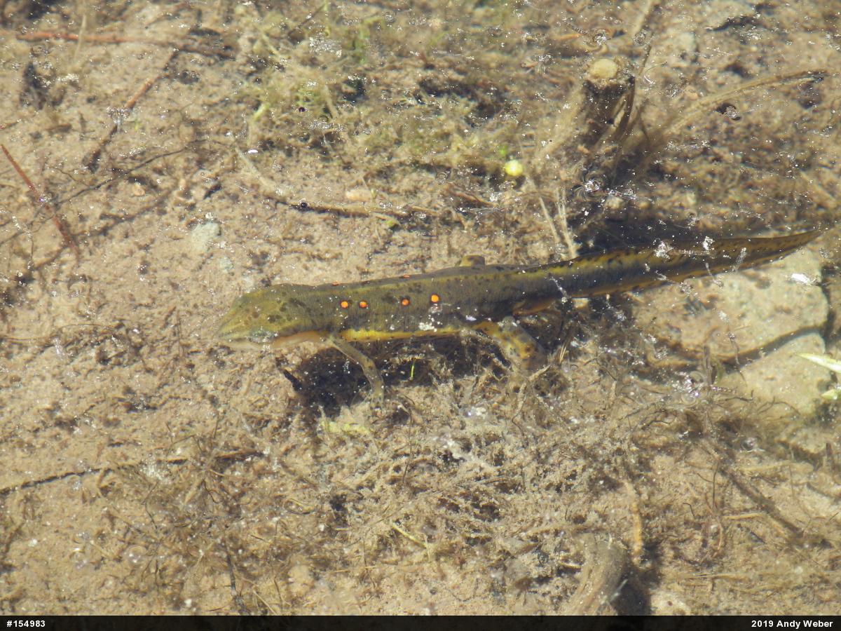 Red-spotted Newt