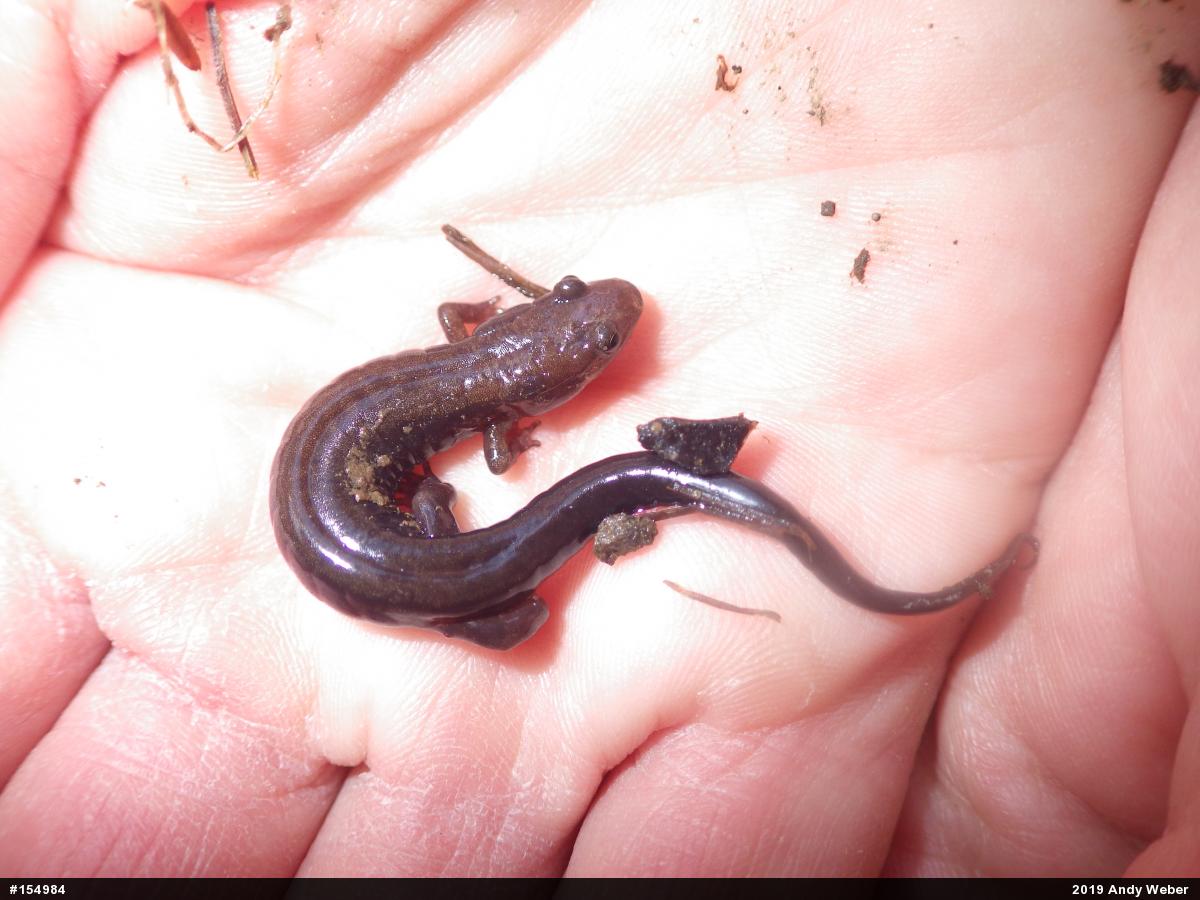 Allegheny Mountain Dusky Salamander