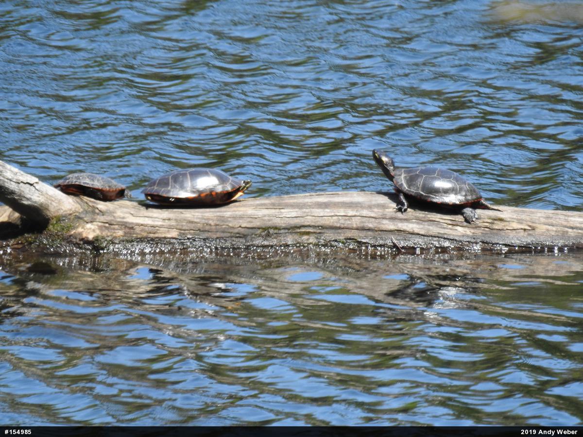 Painted Turtle