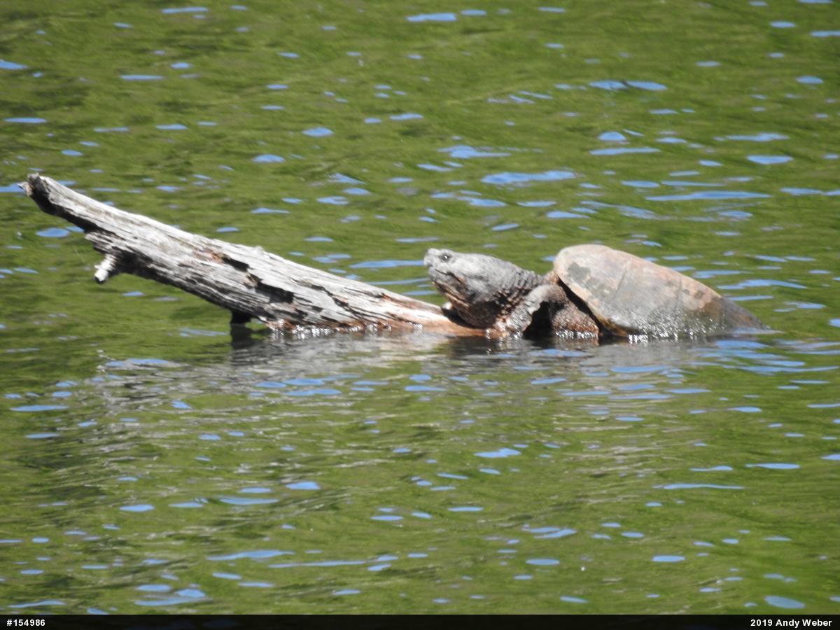 Snapping Turtle