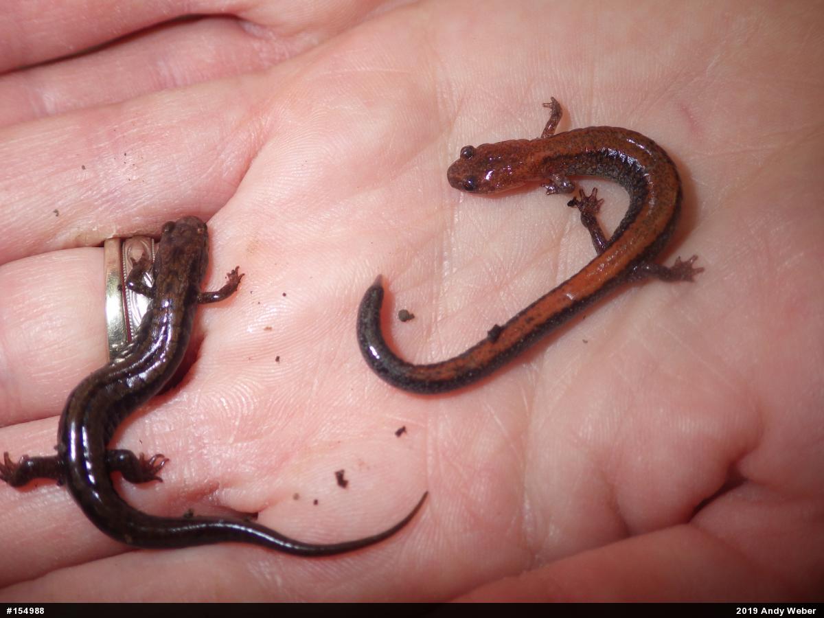 Allegheny Mountain Dusky Salamander