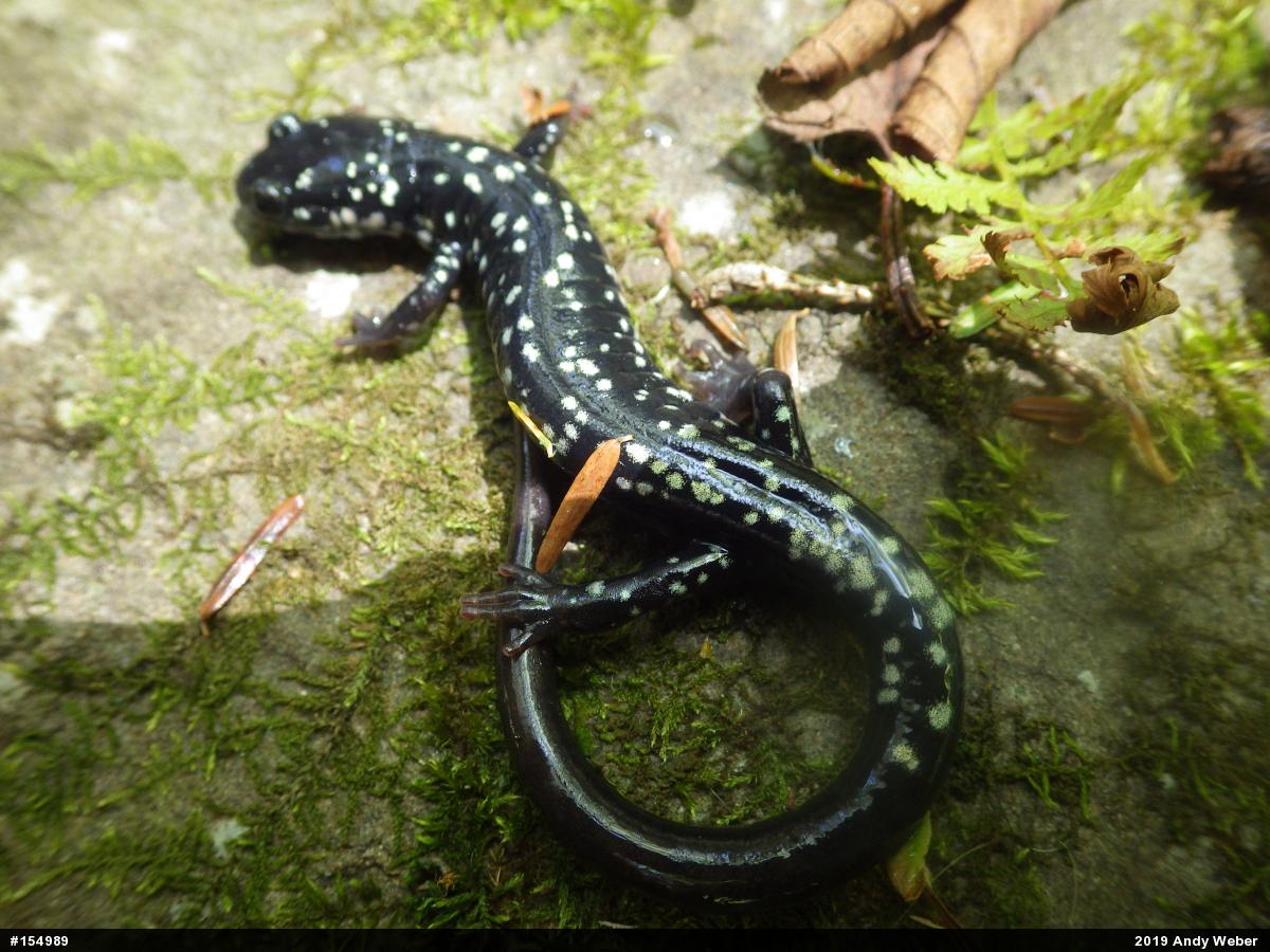 Northern Slimy Salamander