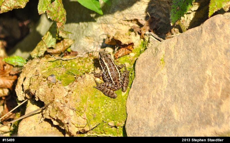 Pickerel Frog
